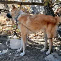 توله ۱۰ ماهه نگهبان و مناسب گله|سگ|تربتحیدریه, باغ سلطانی|دیوار