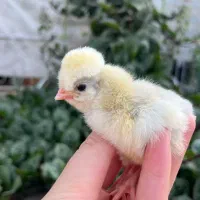 جوجه لهستانی|حیوانات مزرعه|مشهد, ابوذر|دیوار