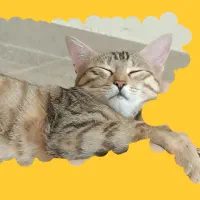 گربه گمشده  مژدگانی عالی|حیوانات|ایلام, |دیوار