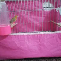 قناری ماده سرخ