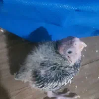 عروس هلندی سرلاکی