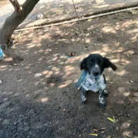 یک قلاده توله نر ستر شکاری|سگ|املش, |دیوار