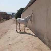 اسب مادیان|اسب و تجهیزات اسب‌سواری|شیراز, جرسقان|دیوار