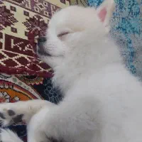 پامر|سگ|اهواز, فاز ۲ پادادشهر|دیوار