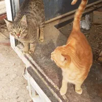 واگذاری گربه شکاری مخصوص موش|گربه|کازرون, |دیوار