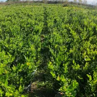 فروش یاس هلندی و کامیس زعفرانی|گل و گیاه طبیعی|خرمآباد (تنکابن), |دیوار