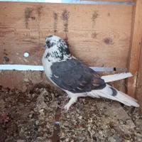 کبوتر|پرنده|ساوه, |دیوار