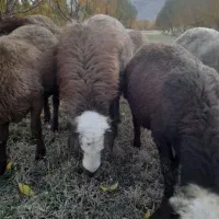 قوچ یا همون ورن|حیوانات مزرعه|بیستون, |دیوار