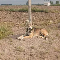 تول سگ ماده