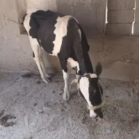 یک‌عدد‌گاو‌به‌همراه‌گوساله‌بفروش‌میرسد‌|حیوانات مزرعه|میناب, |دیوار