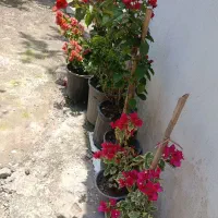 گل کاغذی|گل و گیاه طبیعی|تالش, هشتپر|دیوار