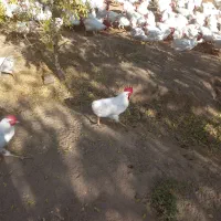 خروس سفید محلی