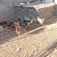 فروش خروس|حیوانات مزرعه|سرپل ذهاب, |دیوار