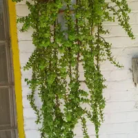 گل وگلدان|گل و گیاه طبیعی|آبادان, |دیوار