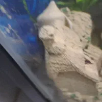 اکواریوم و ماهی|ماهی|مشهد, مشکینی (شهرک غرب)|دیوار