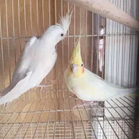 عروس هلندی
