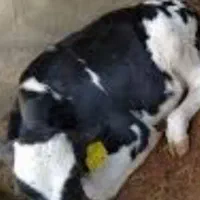 فروش گوساله ماده