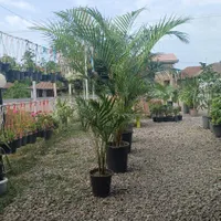 گل اریکا سایز بزرگ و متوسط