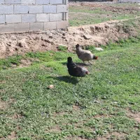 دوعدد مرغ تخم گذار
