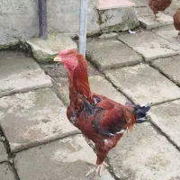 بوقلمون طبیعی و ارگانیک|حیوانات مزرعه|چهاردانگه (آذربایجان), |دیوار