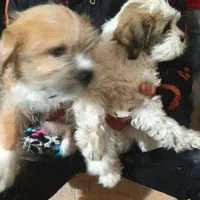 سگ ب|سگ|قم, شهرک امام حسن|دیوار