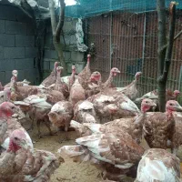 فروش بوقلمون نر ماده نژاد دار