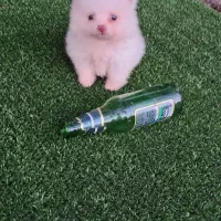 سگ پامر خرسی سایز ریز