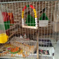 فنچ|پرنده|شیراز, اصلاح‌نژاد|دیوار