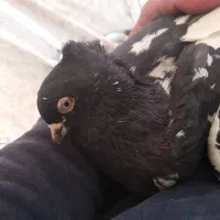 جفت کبوتر سینه سیا|پرنده|اسفراین, |دیوار