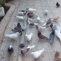 کبوتر  فروشی|پرنده|هشتگرد, هیو|دیوار