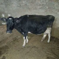 یک عدد گاو هلشتاین