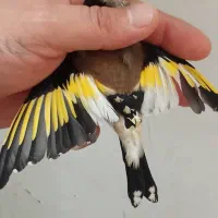 سهره نشوندارنر