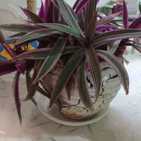 گل طبیعی|گل و گیاه طبیعی|کرمانشاه, |دیوار