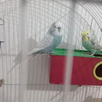 جفت مرغ عشق هلندی و پروانه ای دوگل|پرنده|خوی, |دیوار