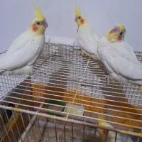 جوجه عروس هلندی|پرنده|خرمآباد (تنکابن), |دیوار