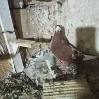 ماده مینا سرخ|پرنده|زاهدان, |دیوار