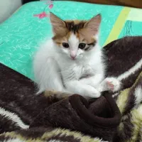 واگذاری گربه پرشین