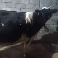 گاو‌هولندی‌شیری‌‌