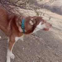 سگ نژادسراب 15 میلیون