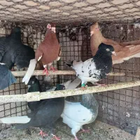 کبوتر رنگی و المانی