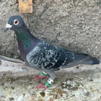 پلاکی نر