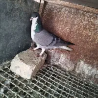 کبوتر دمگیر|پرنده|اصفهان, کارلادان|دیوار