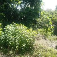 فروش برای تجاری و مسکونی|فروش دفتر صنعتی، کشاورزی، تجاری|فومن, |دیوار