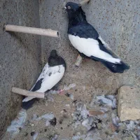 کبوتر سینه|پرنده|مرودشت, استادیوم‎|دیوار