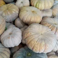 کدو انجیلی بهاره|خوردنی و آشامیدنی|ضیابر, |دیوار