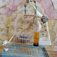 عروس هلندی نر و ماده