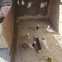 طوقی|پرنده|کاشمر, |دیوار