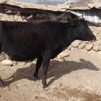 گاو|حیوانات مزرعه|لوداب, |دیوار