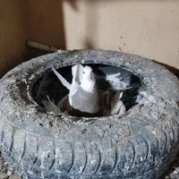 طوقی|پرنده|رباط‌کریم, مسکن مهر آبشناسان|دیوار