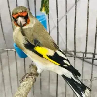 سهره نر ۲ عدد معاوضه